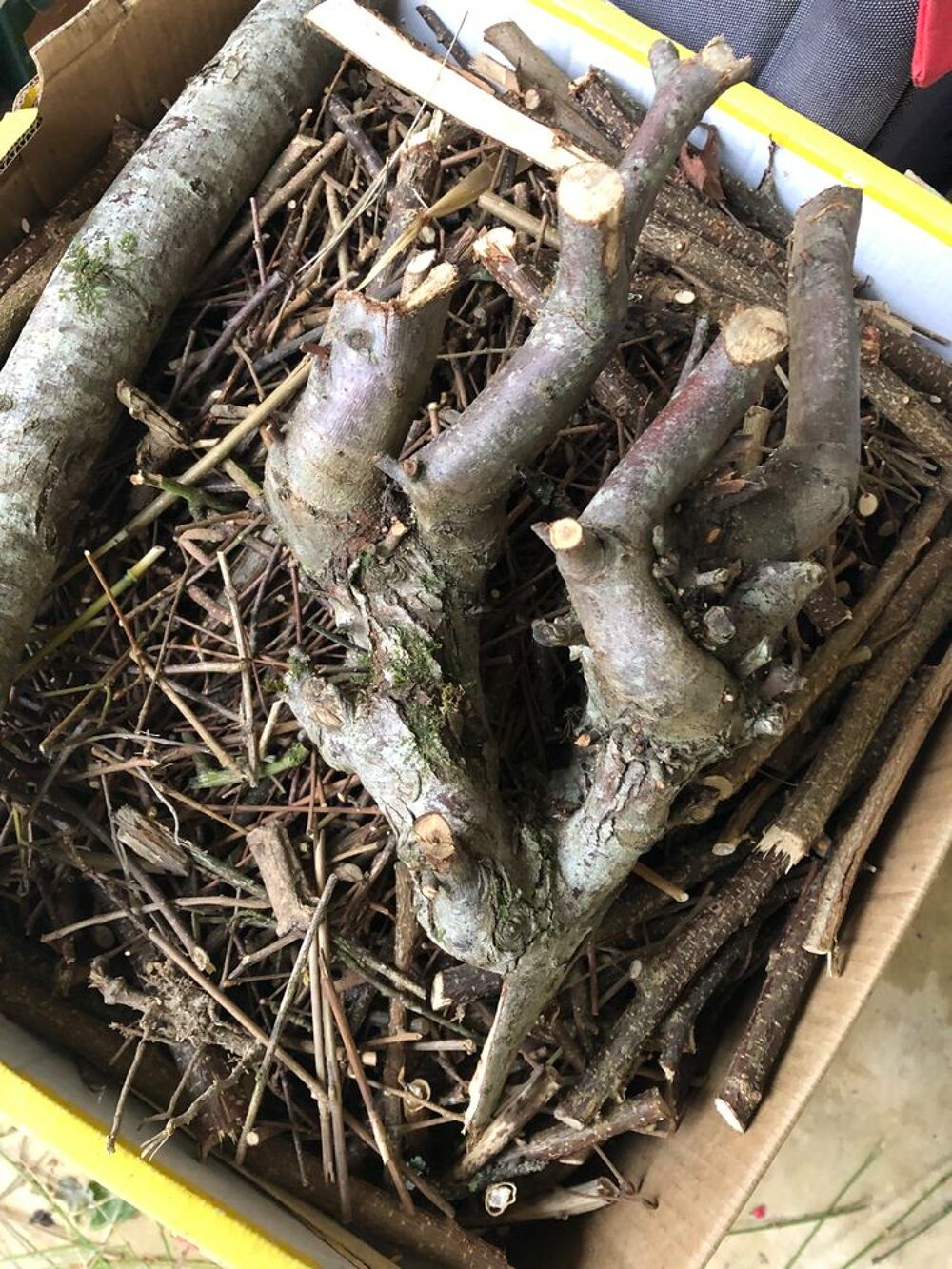 Don de petits bois pour chauffage Jardin