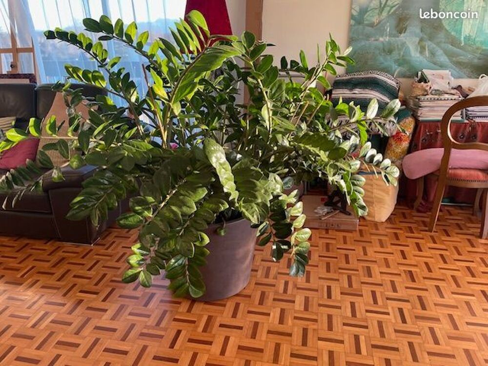 Plante ZZ Décoration