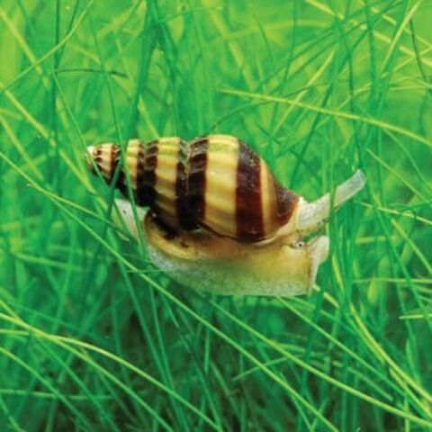 Escargot Anentome helena 71230 Saint-vallier