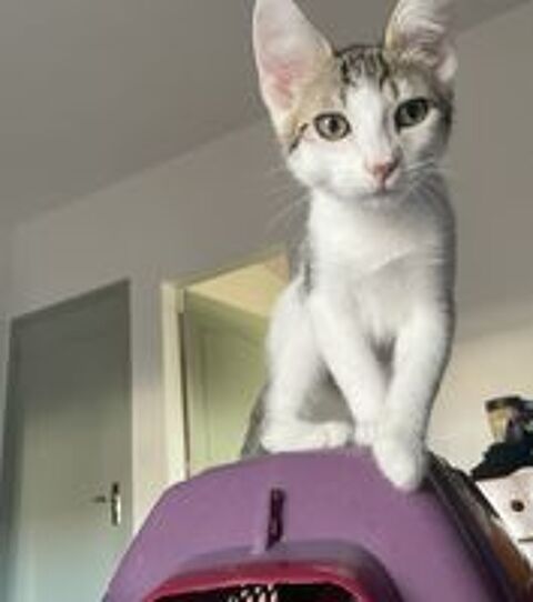   Chaton attend sa nouvelle famille ! 
