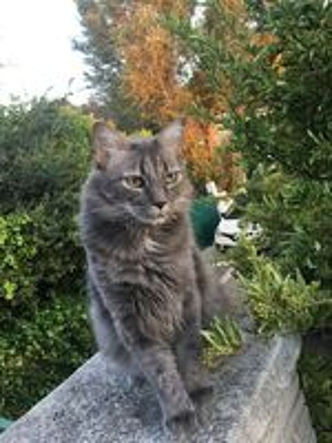   don de deux chats, frères, à adopter ensembles  