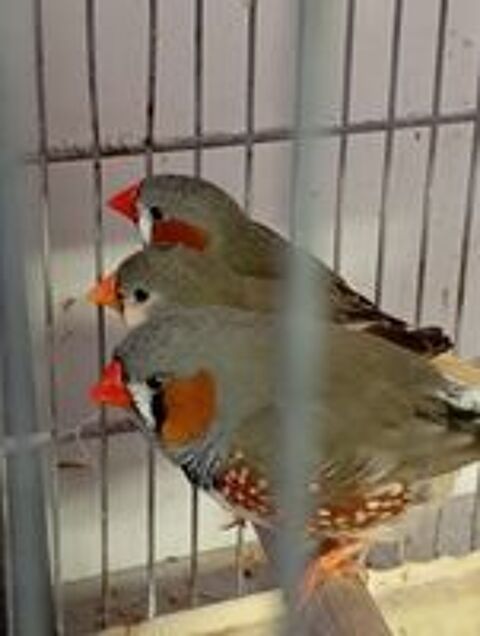   Oiseaux mandarins 