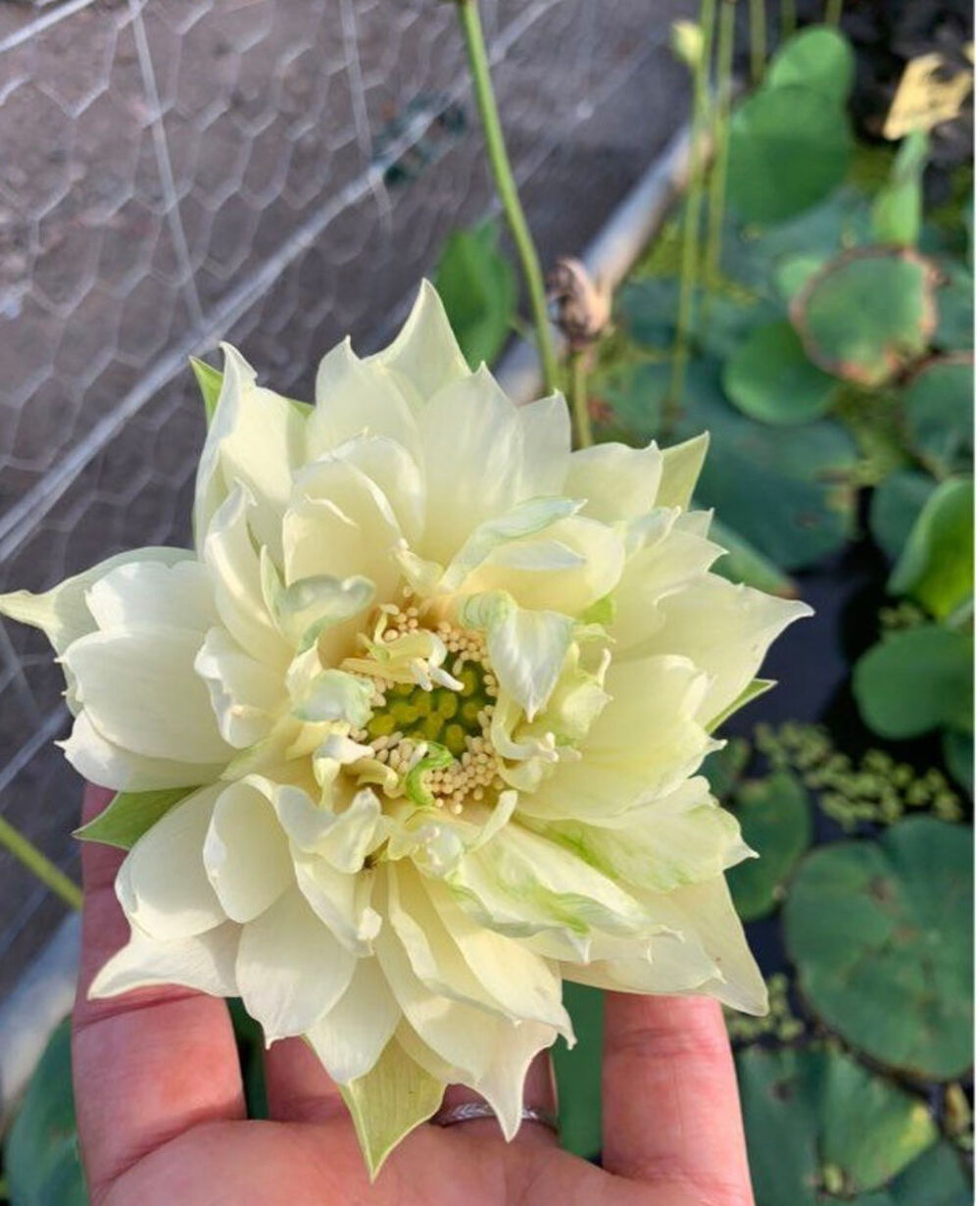 lotus like yellow antelope Jardin