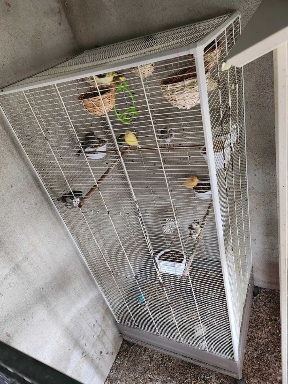   volire, graines et 7 canaris 