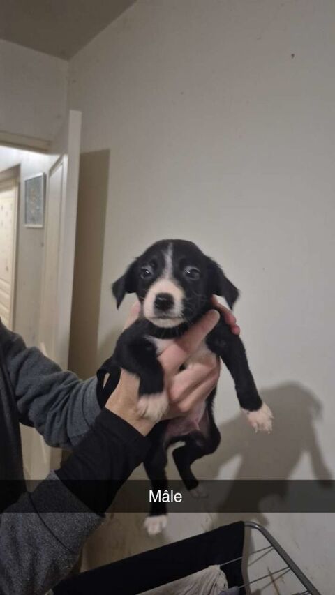 Chiot border collie 0 49100 Angers