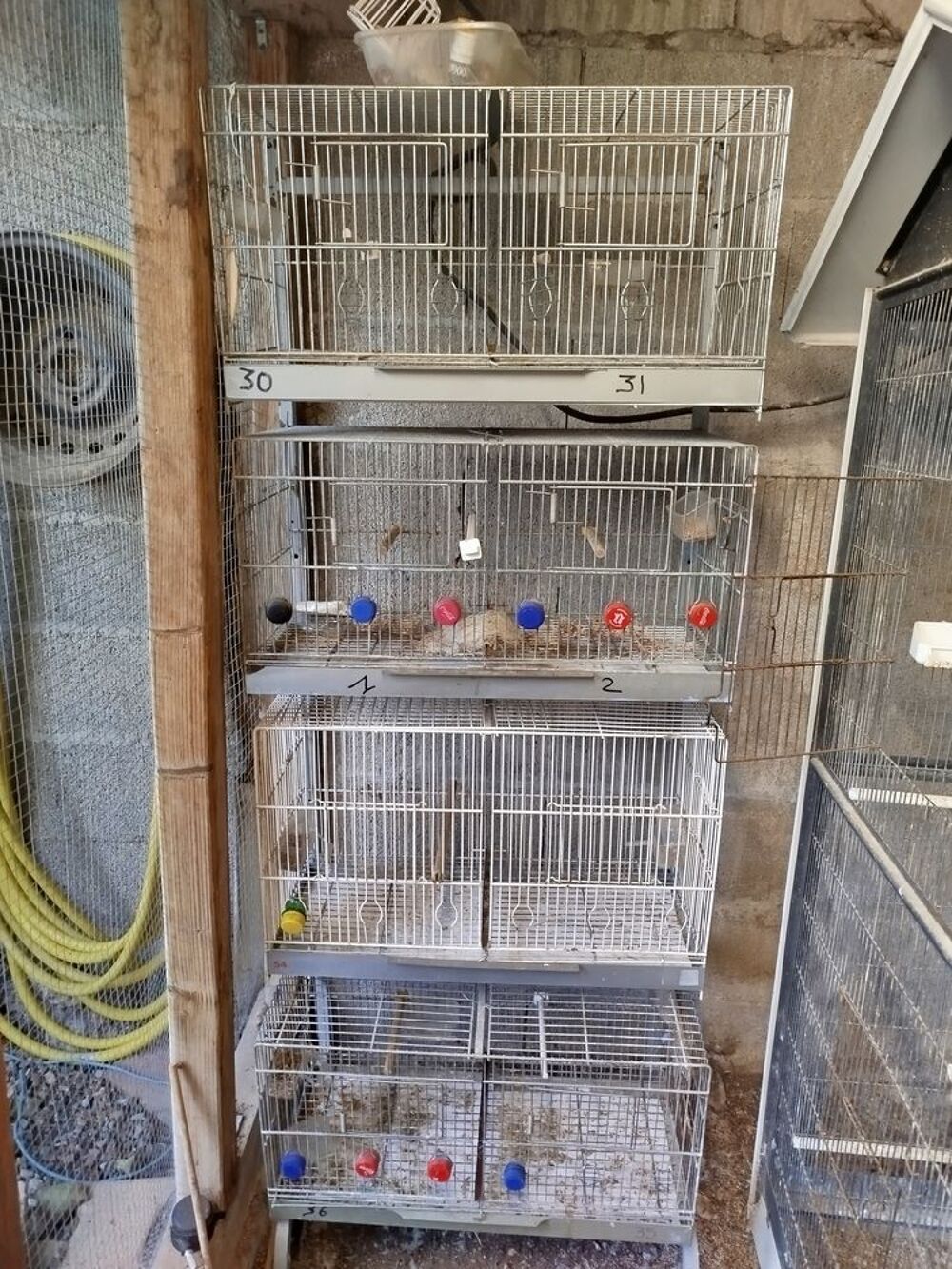   Cages de Canaris  