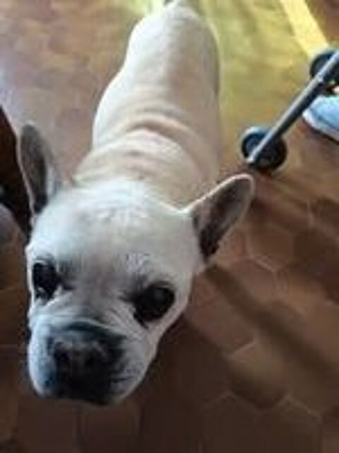   Chien BATAILLE à l adoption 