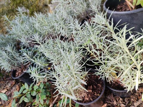 plantes aromatiques 3 Mûrs-Erigné (49)