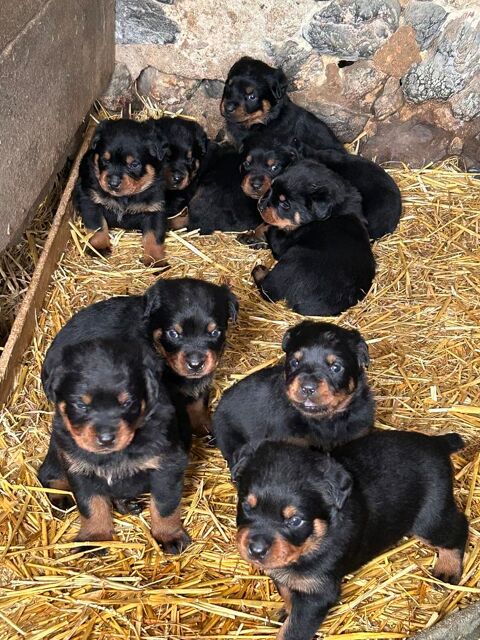 Rottweiler 0 53210 Argentr