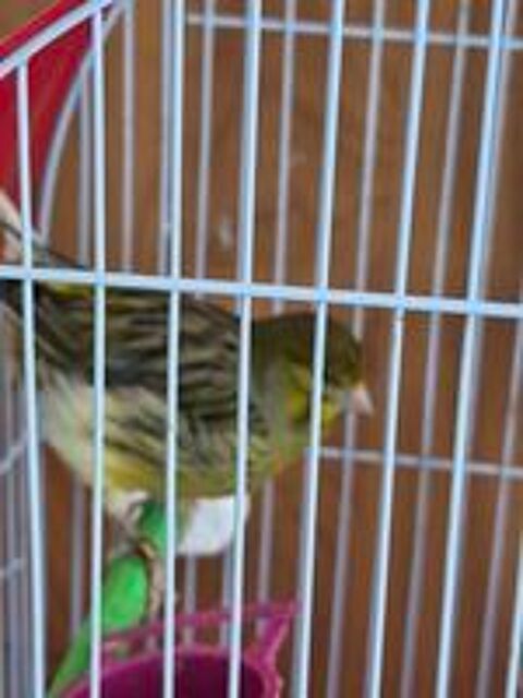   Canaris  