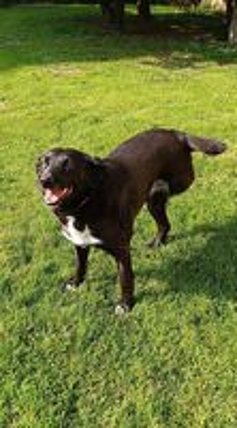   Notre adorable tripattes FLAFFY cherche sa famille pour la vie 