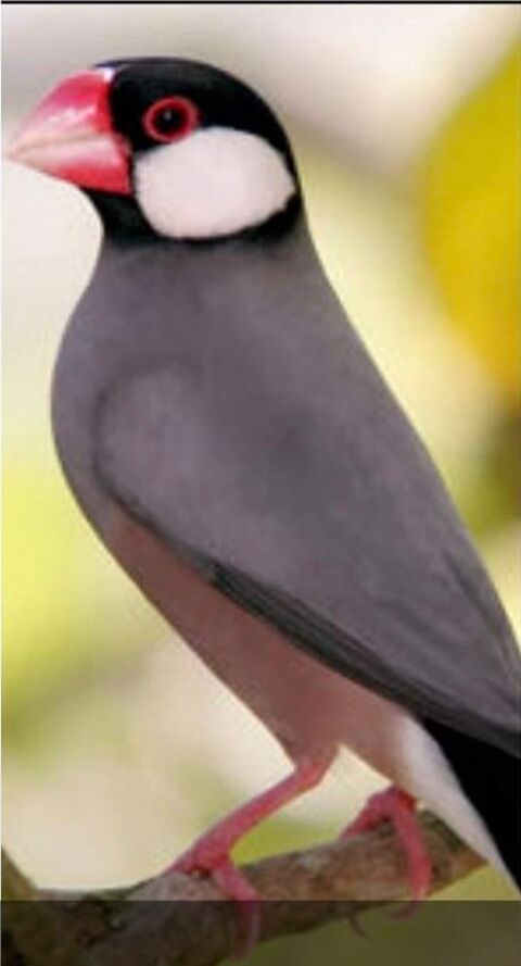 lot oiseaux exotiques Paddas, MDJ, Bavette 20 30100 Al�s