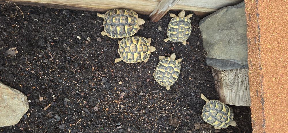 BB n&eacute;es dans mon jardin Jardin
