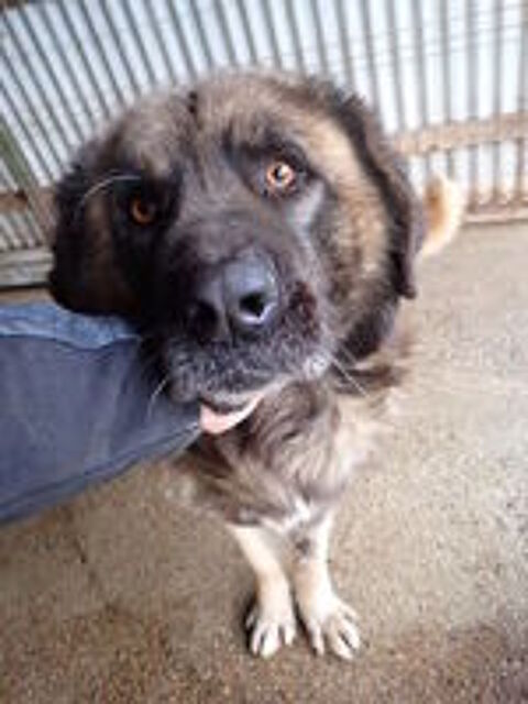   Preston à l'adoption 
