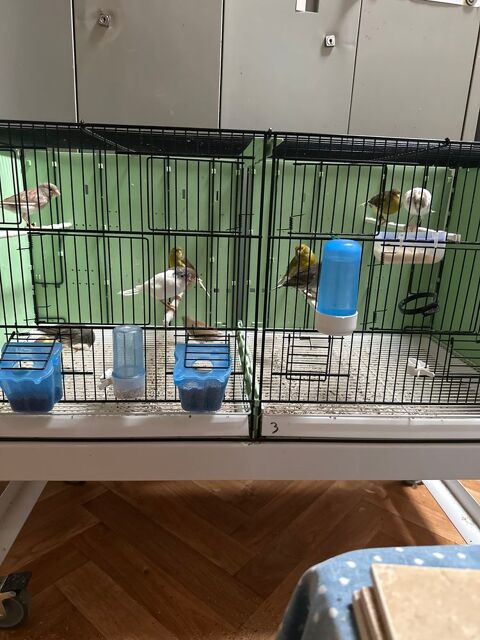  canaris de chant timbrado classique  50 38118 Hires-sur-amby