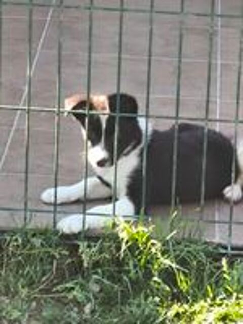   Superbes Chiots Border Collie Non Lof  