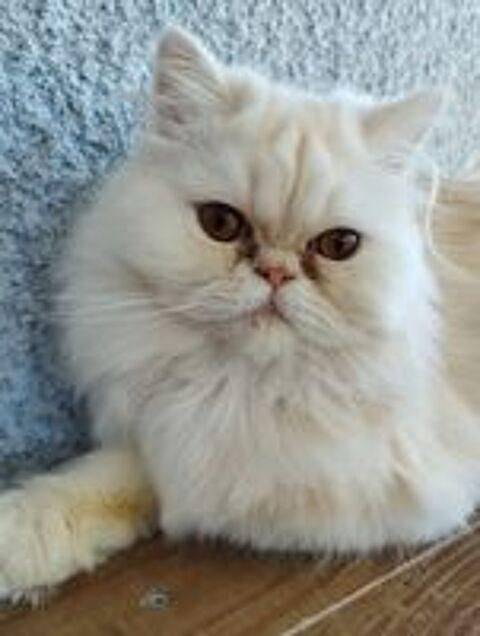   Magnifique Chaton Mâle PERSAN LOOF 