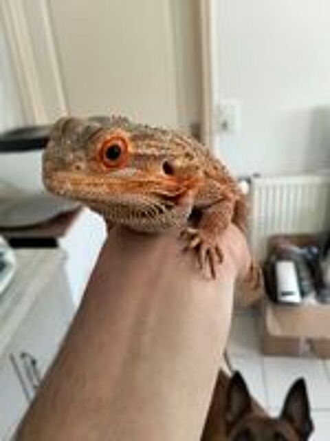  Pogona  