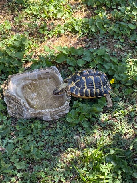 Tortue de terre 80 13200 Arles