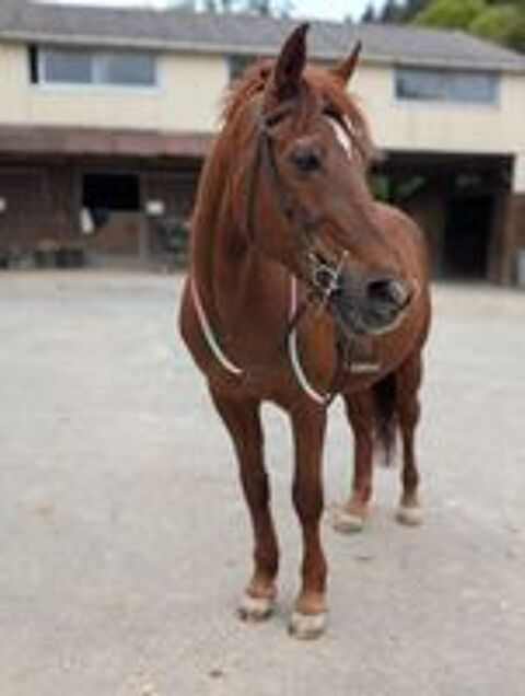   poney de club 