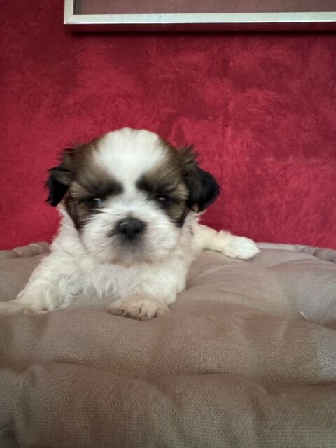 &Agrave; r&eacute;server magnifique petit shih tzu  m&acirc;le 0 19100 Brive-la-gaillarde