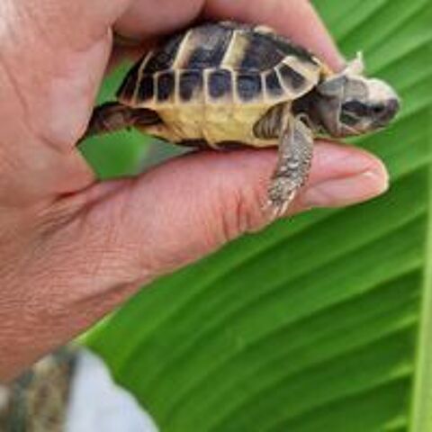   Bébé tortue ILE DE FRANCE 