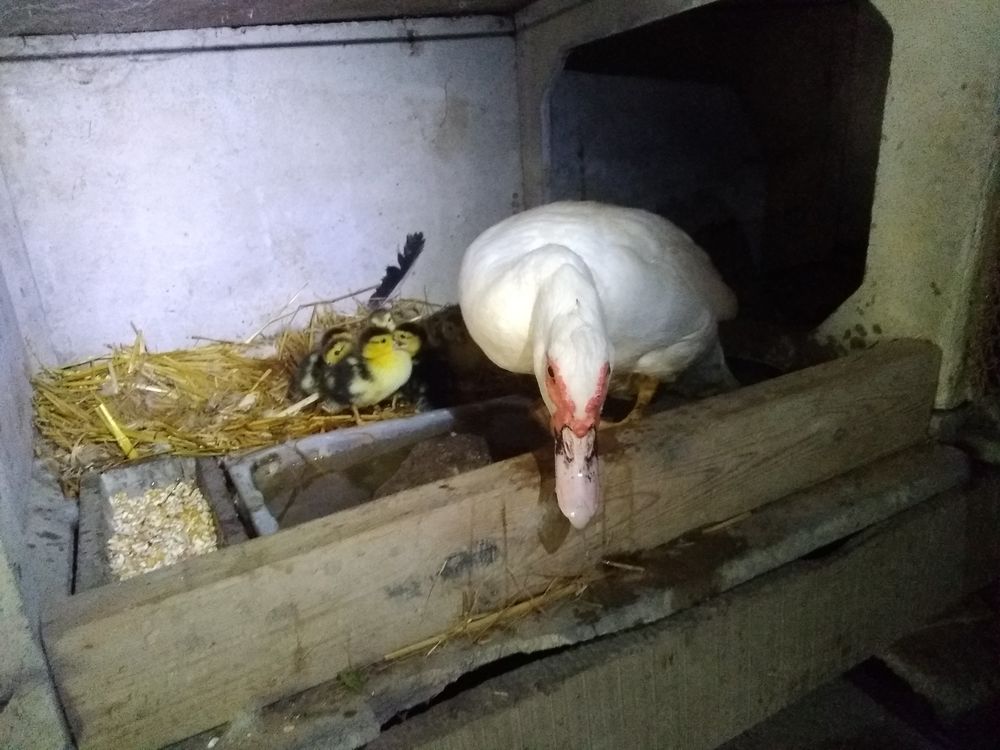 OEUFS DE POULES EN SURPLUS PETIT PRIX Jardin
