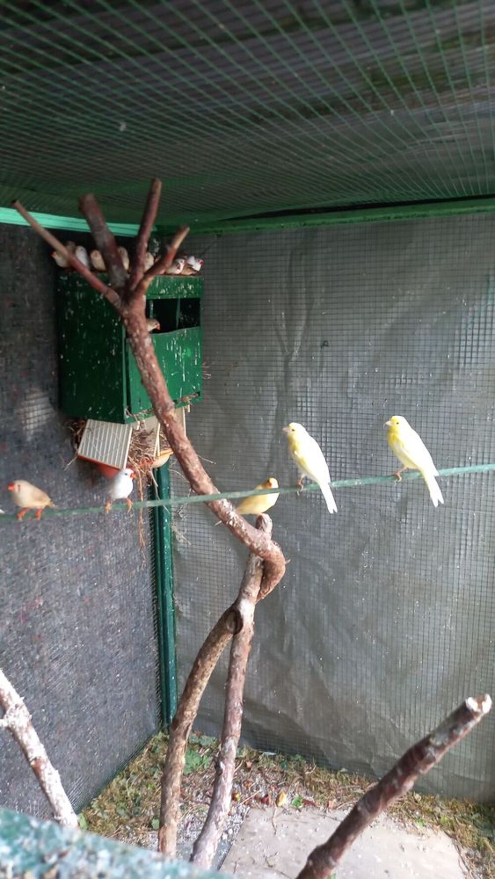   Jeunes de canaries jaunes 