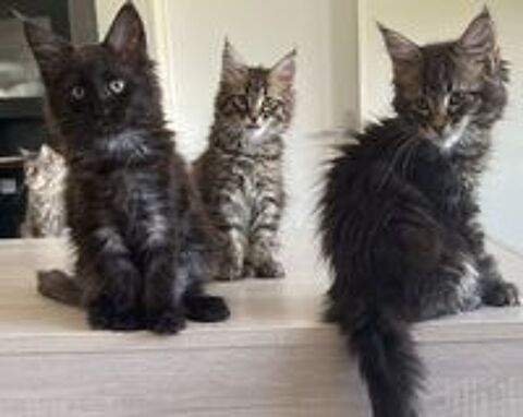   BLUE - Femelle Brown Tabby - Maine Coon LOOF 