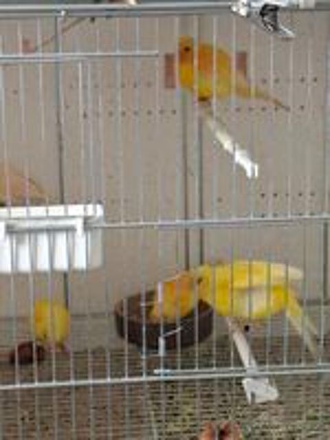   Canaris couleurs variées  