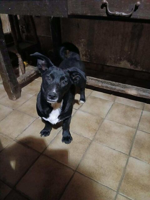 Scapin &agrave; l'adoption 320 57920 Metzeresche