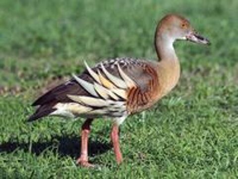   Canards d ornements 