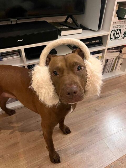 Brooklyn, femelle, Berger X Staffordshire Terrier (Décatégorisée par diagnose), née le 20/04/22 380 94000 Crteil