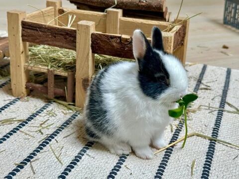 Lapin YOKO à l adoption 50 26270 Loriol-sur-drme