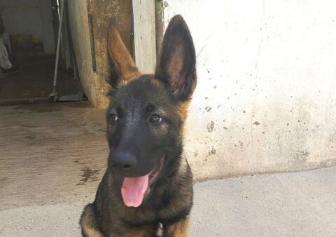BRUNO, superbe chiot Malinois mâle de 4 mois 0 24140 Douville