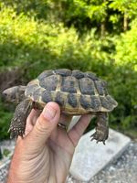   Tortue de terre 6 ans 