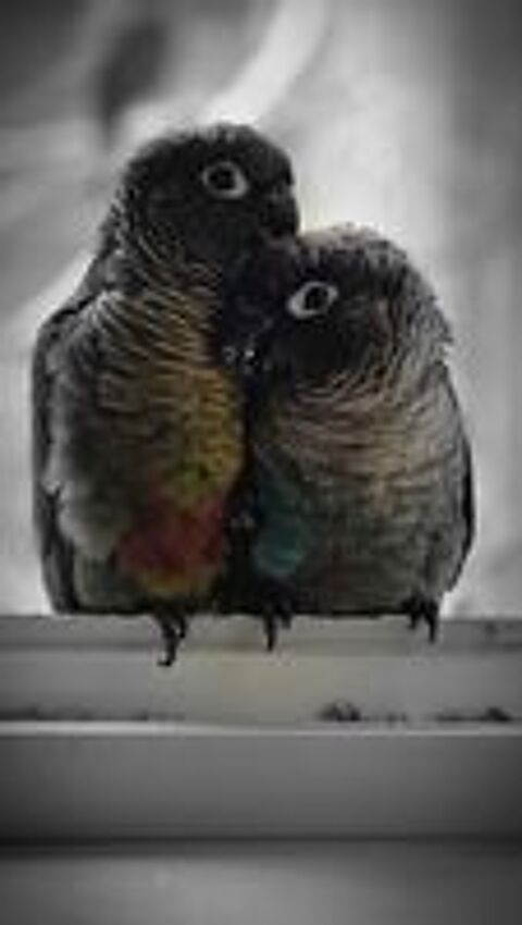   3 bébés conures  

