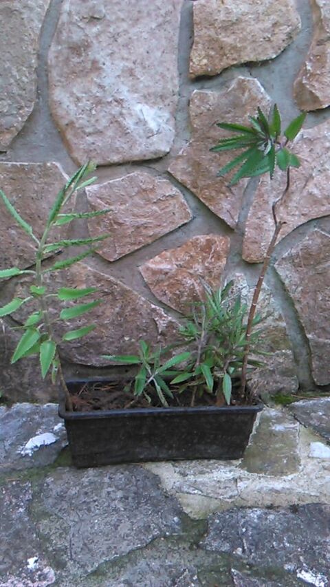 Kalanchoe daigremontiana 5 Roquefort-les-Pins (06)