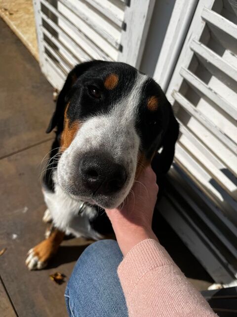 Porsche Boxster (986) Boxster 2.7i 1997 occasion &Eacute;talans 25580