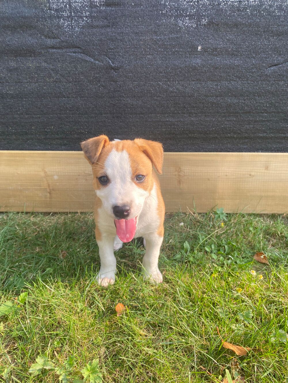 chiot staffy 