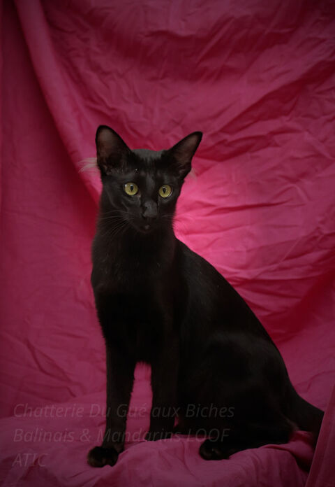 adorable chaton mandarin LOOF :oriental &agrave; fourrure mi-longue 1700 45260 Noyers