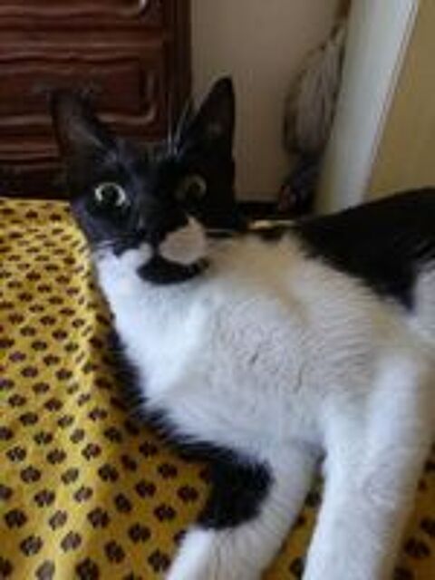   Gentille chatte noire et blanche à adopter sur Marseille 