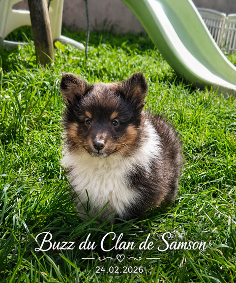 chien de berger des shetland 1200 29260 Le folgo�t