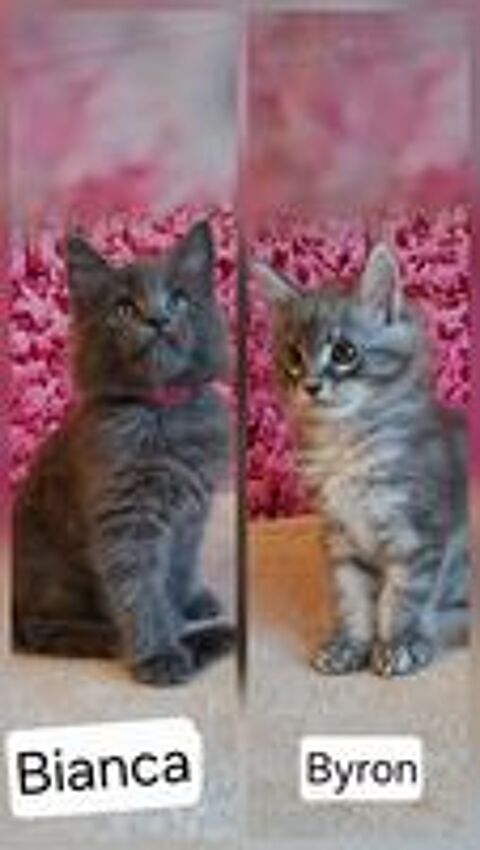   Chatons maine coon LOOF  