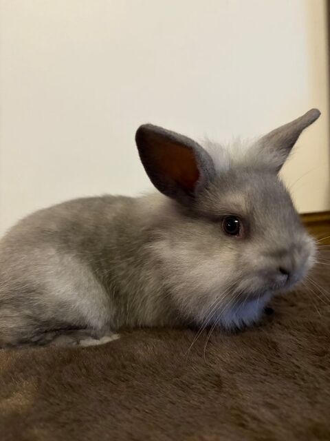 ?
? Adorable bébé lapin ? 25  ? 25 76480 Sainte-marguerite-sur-duclair