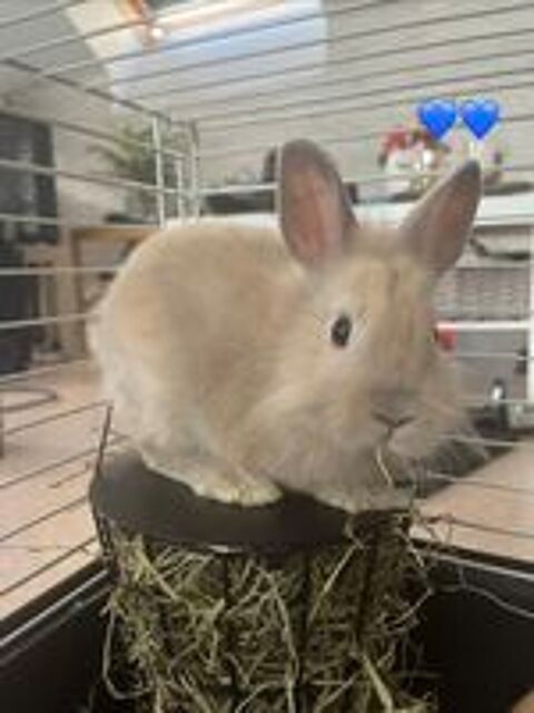   Lapins nains  