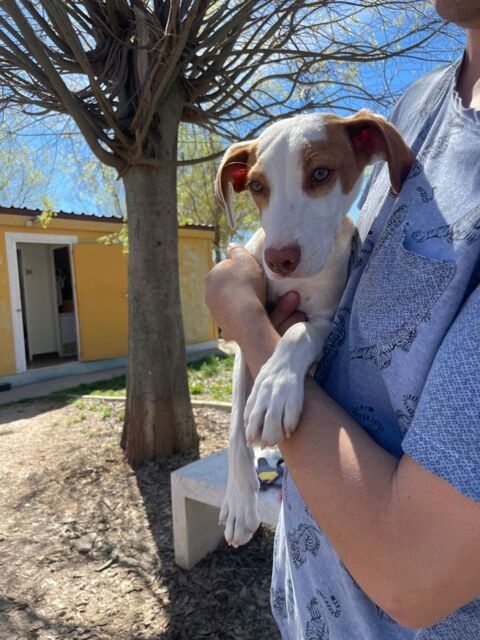 TURBO, chiot podenco de 3 mois 220 24140 Douville