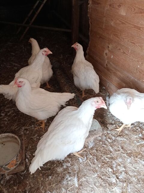 Poulets chair 13 67230 Benfeld