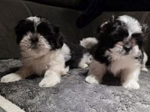   Vends chiots Shi Tzu 