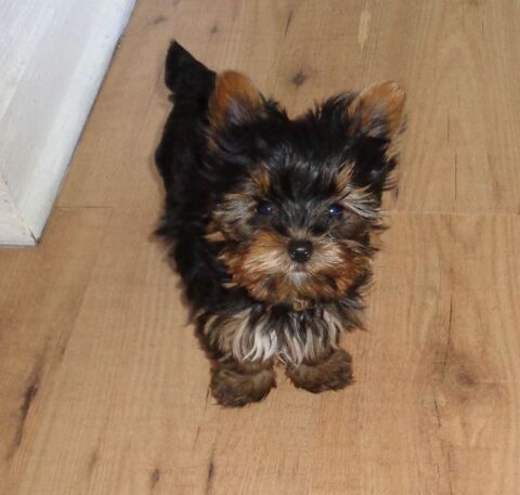 YORKSHIRE   MALE  NAIN 1400 77930 Chailly-en-bi�re